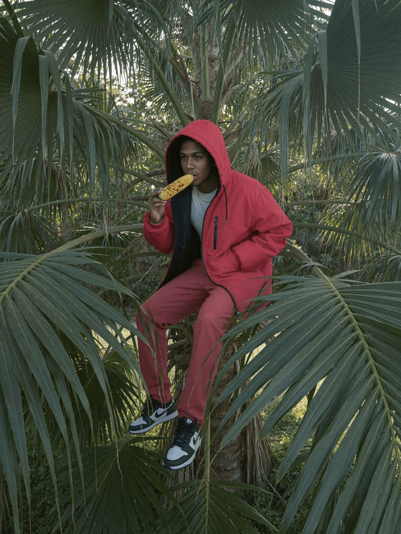 A person in a red hoodie and pants sits on a palm tree, eating corn.
